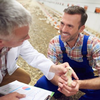 Ein fröhlicher Landwirt hält ein Küken in der Hand, während ein Tierarzt ihm Ratschläge gibt, umgeben von Hühnern.