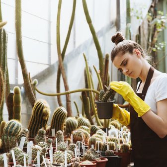 Umgeben von verschiedenen Kakteen, untersucht eine Frau mit gelben Handschuhen einen kleinen Kaktus in ihrem Topf.