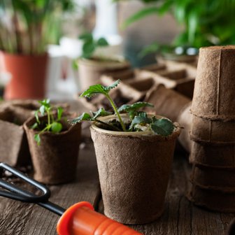 Mehrere kleine Pflanzen in biologisch abbaubaren Töpfen stehen auf einem Holztisch, bereit zum Umtopfen.